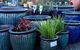 Cedar Nursery & Design - thumb 4