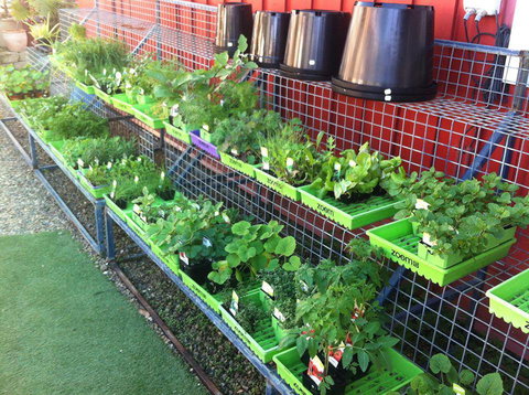 Peregian Garden Centre - Renee 1