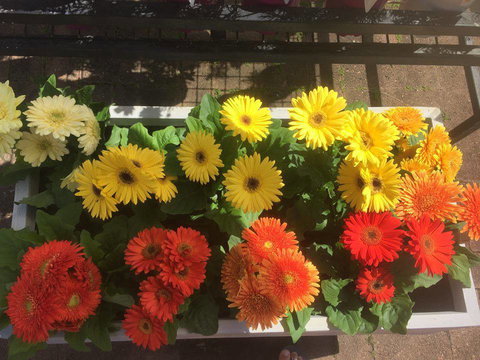 Peregian Garden Centre - Renee 2