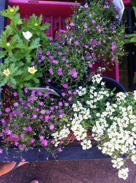 Peregian Garden Centre - Renee 3