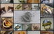 Aurealis Jewellery - thumb 0