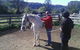 Ben Walder Horse Acupuncture & Iridology - thumb 0
