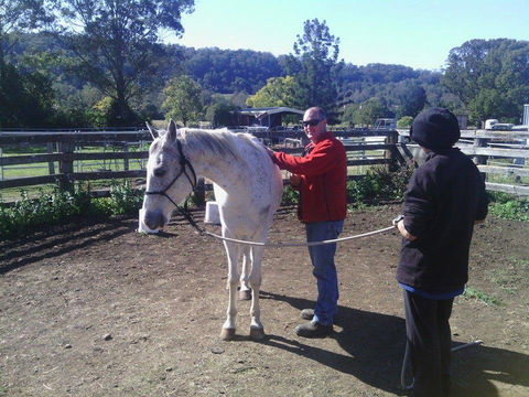 Ben Walder Horse Acupuncture & Iridology - Internet Find 0