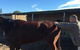 Ben Walder Horse Acupuncture & Iridology - thumb 1