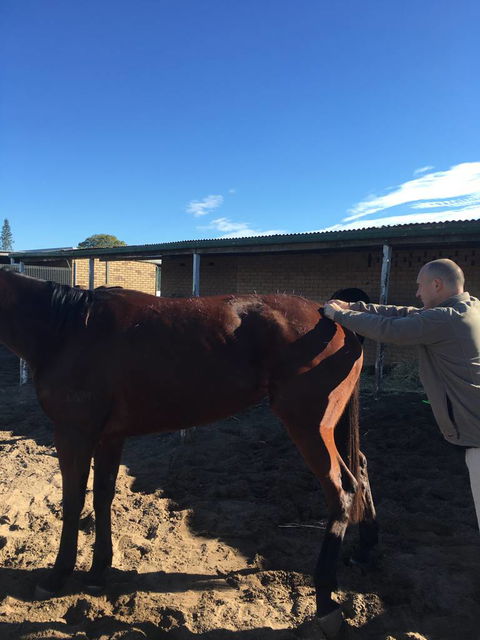 Ben Walder Horse Acupuncture & Iridology - Internet Find 1
