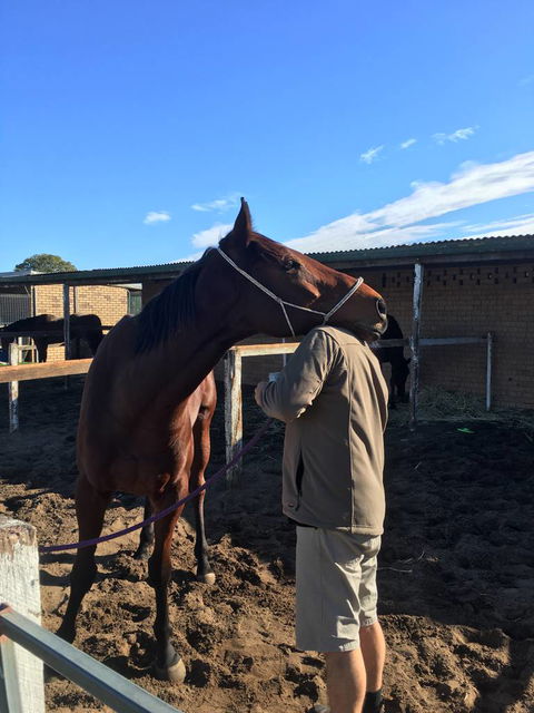 Ben Walder Horse Acupuncture & Iridology - Internet Find 2