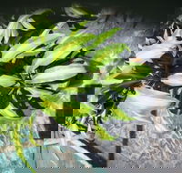 Wulguru Indoor Plant Hire - Renee