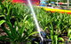Tropical Irrigation Services - thumb 3