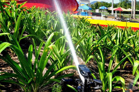 Tropical Irrigation Services - Renee 3