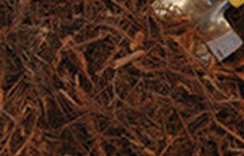 Cairns Raw Materials - Renee 7