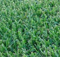 Pialba Turf Supplies - Renee