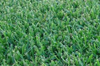 Pialba Turf Supplies - Renee 0