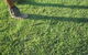 Pialba Turf Supplies - thumb 2