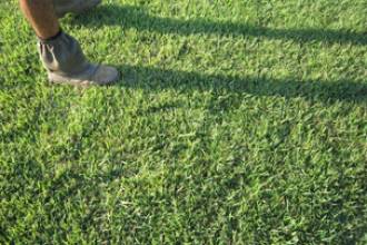 Pialba Turf Supplies - Renee 2