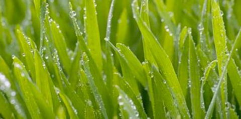 Robert’s Turf Supplies - Renee 1