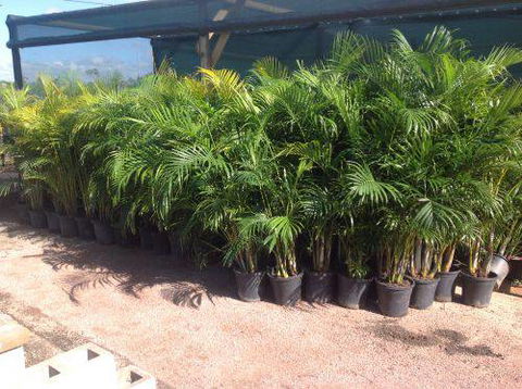 Scott Kennedy’s Landscape & Garden Supplies - Renee 7