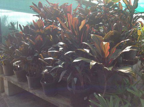 Scott Kennedy’s Landscape & Garden Supplies - Renee 8