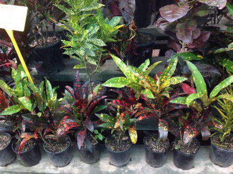 Scott Kennedy’s Landscape & Garden Supplies - Renee 9