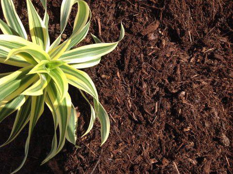 Scott Kennedy’s Landscape & Garden Supplies - Renee 13