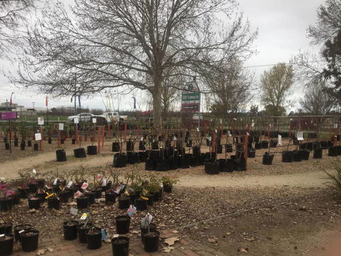 Old Ganarrin Garden Centre - Swimm 1