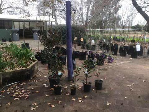 Old Ganarrin Garden Centre - Swimm 2