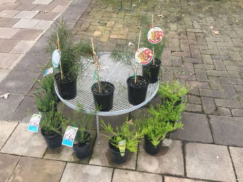 Old Ganarrin Garden Centre - Swimm 3