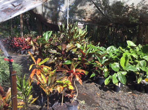 Noosaville Garden Centre Cooroibah Park Landscapes - Swimm 1