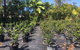 Noosaville Garden Centre Cooroibah Park Landscapes - thumb 3
