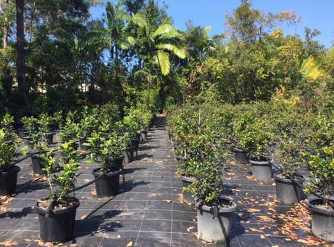 Noosaville Garden Centre Cooroibah Park Landscapes - Swimm 3