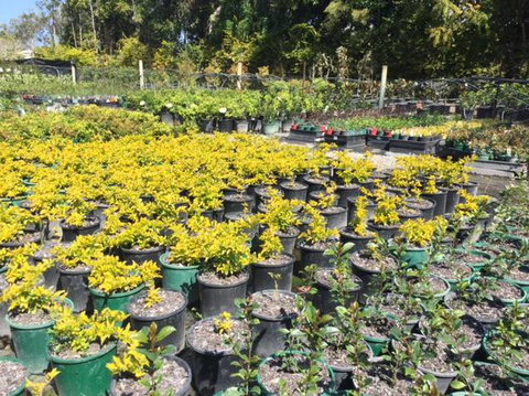 Noosaville Garden Centre Cooroibah Park Landscapes - Swimm 4