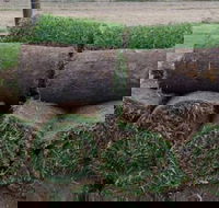 U-Bute Turf Farm - Renee
