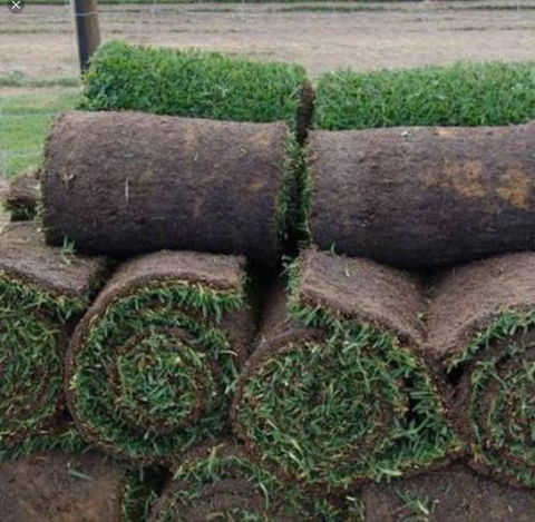U-Bute Turf Farm - Renee 0