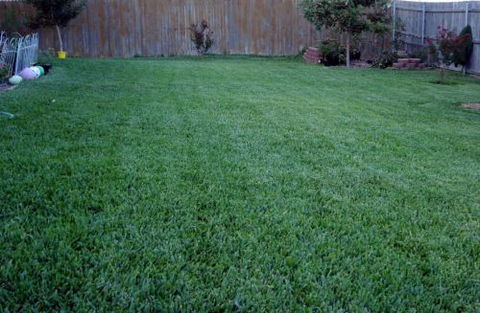 U-Bute Turf Farm - Renee 2