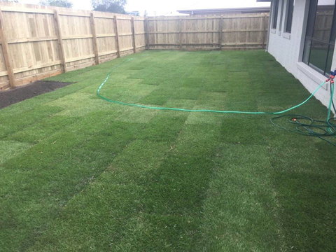 Bay Turf - Renee 4