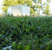 Sunset Turf - Renee