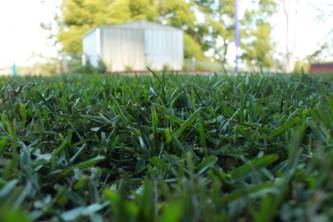 Sunset Turf - Renee 0