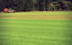 Rosemount Turf - thumb 4