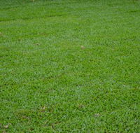 Greenview Turf - Qld Realsetate