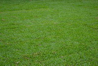 Greenview Turf