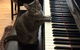 Nancy Hoskings Piano Studio - thumb 3
