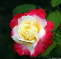 Allora Rose Gardens