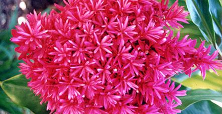 Arnhem Nursery - Qld Realsetate 0