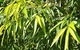 Arnhem Nursery - thumb 1
