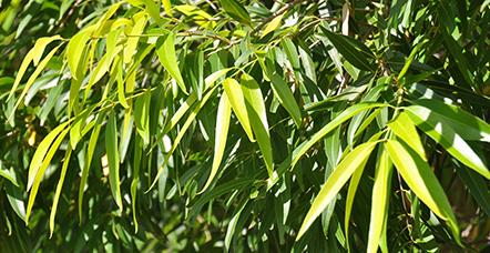 Arnhem Nursery - Qld Realsetate 1