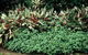 Arnhem Nursery - thumb 2