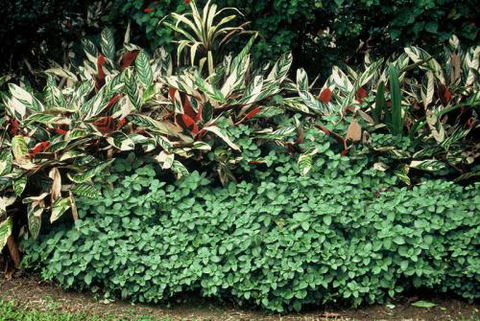 Arnhem Nursery - Qld Realsetate 2