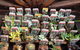 Jigsaw Garden Centre - thumb 0