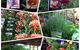 Jigsaw Garden Centre - thumb 2