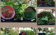 Jigsaw Garden Centre - thumb 3