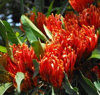 Summerland Garden Centre - Renee